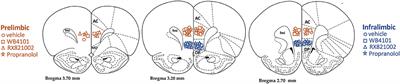 Both Prelimbic and Infralimbic Noradrenergic Neurotransmissions Modulate Cardiovascular Responses to Restraint Stress in Rats